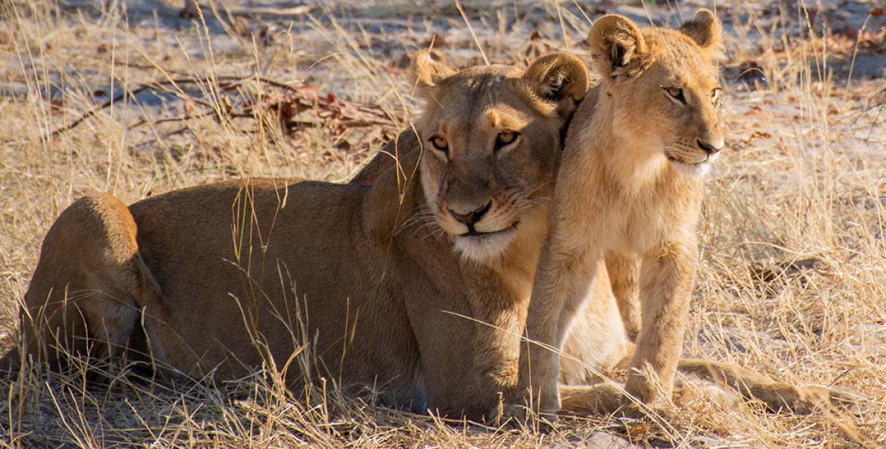 The Central Kalahari Game Reserve (CKGR)